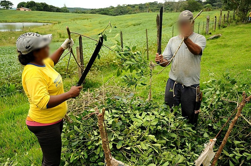 Erva-mate é um dos setores com maior incidência de trabalho análogo à escravidão no Sul do país