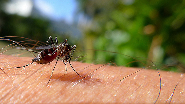 O Zika é um vírus transmitido pelo mosquito Aedes aegypti, mas que também pode ser transmitido sexualmente