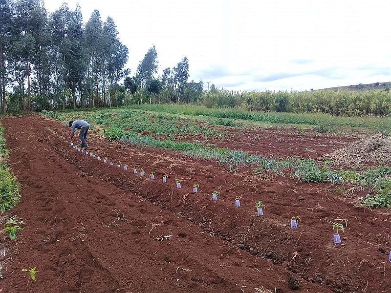 Cada família plantou 50 pés de tomate e irá receber orientação técnica para o manejo desde o plantio até o pós-colheita