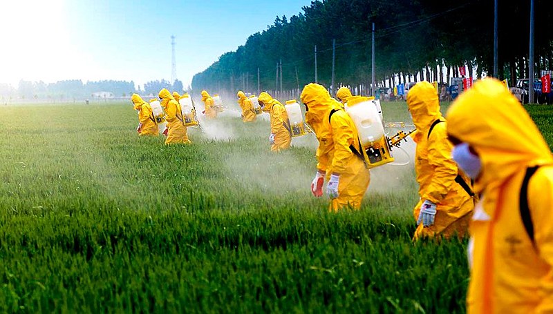 Cultivos transgênicos precisam de herbicidas e pesticidas produzidos por grandes empresas.