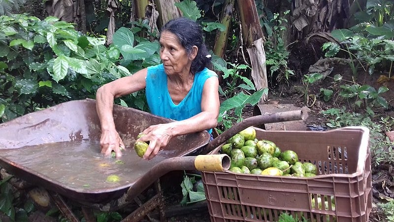 Dona Clarisdina, do quilombo Terra Seca, lavando cajá-manga e preparando os alimentos para as entregas em São Paulo.