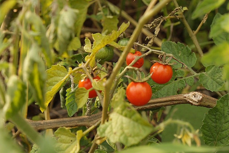 A fruta é rica em antioxidantes e vitaminas A, C e E. Além disso, o tomate ajuda a fortalecer a imunidade.