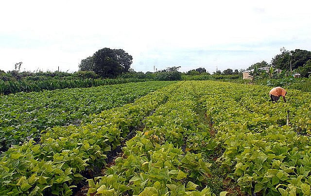 Gran parte de la mano de obra pagada en el campo está en las propiedades de hasta 50 hectáreas