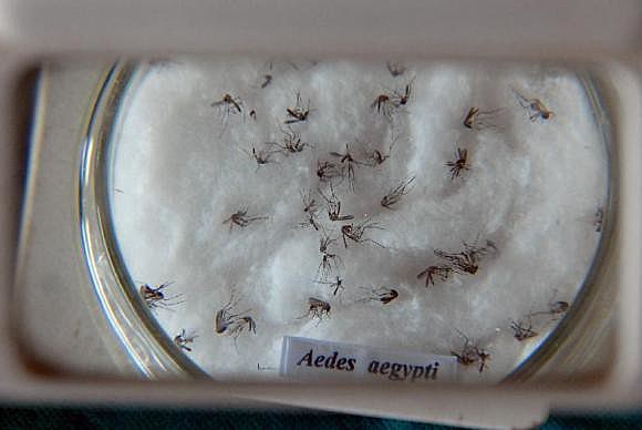 Mosquito Aedes aegypti transmite também a febre chikungunya
