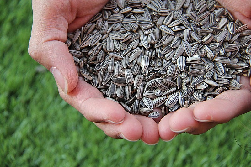 A semente é rica em nutrientes, vitaminas e proteínas, além possibilitar diversas formas de preparo
