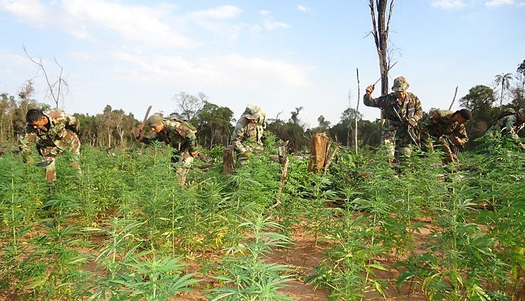 40 hectares de maconha, a 30km de onde ocorreu o massacre de Curuguaty