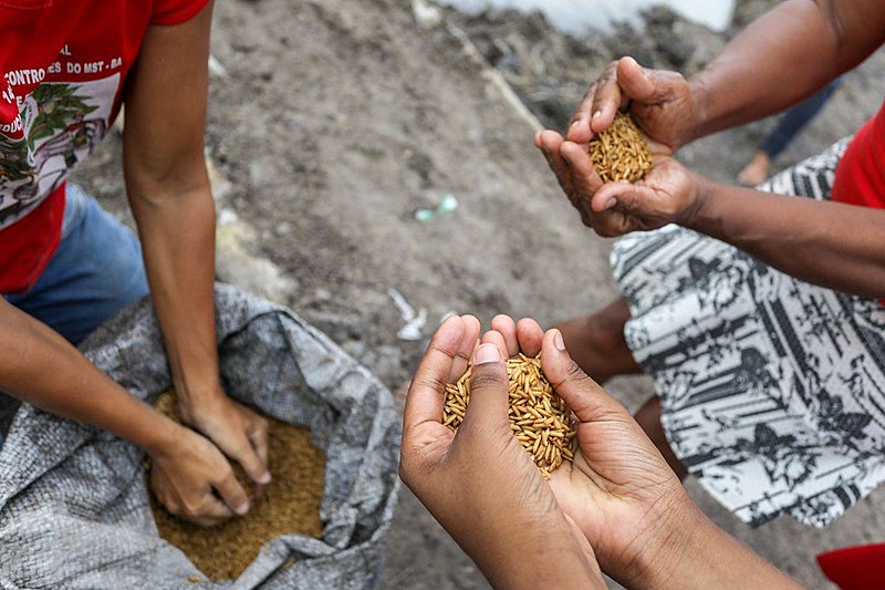 Agricultores despejam sementes na região de brejo onde será cultivado arroz orgânico