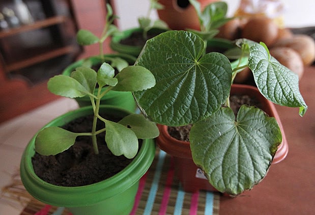 Desde a antiguidade, as plantas medicinais ajudam na cura de doenças