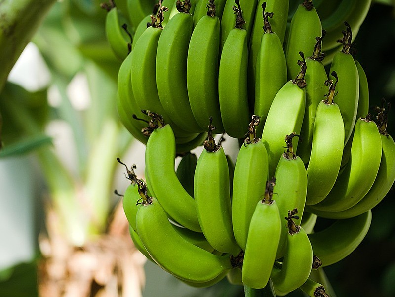 É dito que quando a banana está verde ela “pega” na boca. Isso porque, antes de sua maturação, compõe-se, basicamente, de amido e água