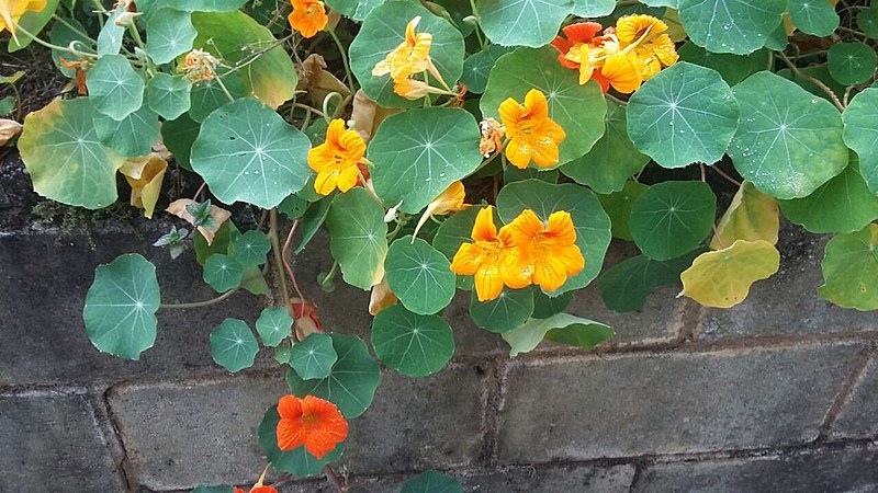 A Capuchinha, uma planta rasteira, com folhas arredondadas e com flores alaranjadas pode ser utilizada em saladas e conservas