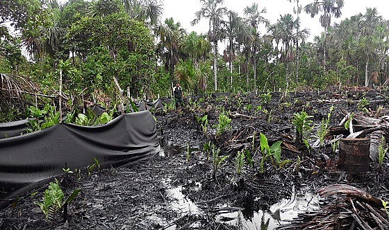 Recientemente un perdida de petroleo afectó a la Reserva Nacional Pacaya Samiria, en Peru