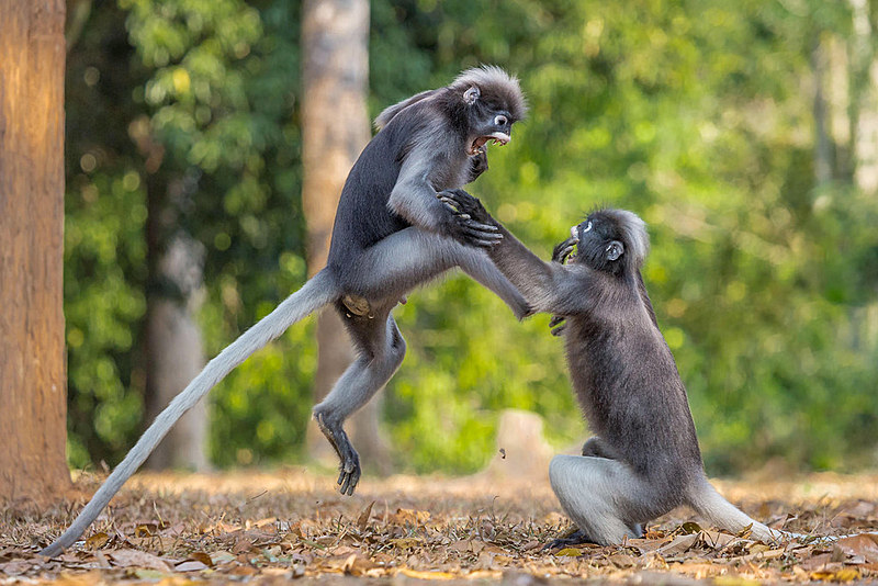 Somos seres sociais inseridos em culturas milenares, mas, ao mesmo tempo, somos animais