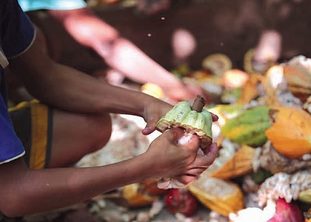 A Cargill, principal fornecedora de cacau para a fabricação de chocolates Nestlé, é financiadora de trabalho infantil e escravo nesta cadeia