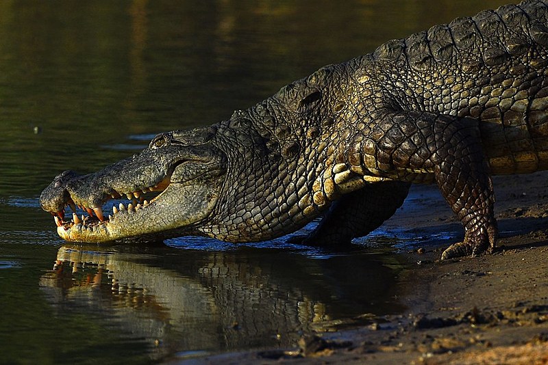 Em "Peter Pan", o crocodilo engole um relógio; quando o animal se aproxima, o 'tic tac' alerta o Capitão Gancho e o previne de ser devorado