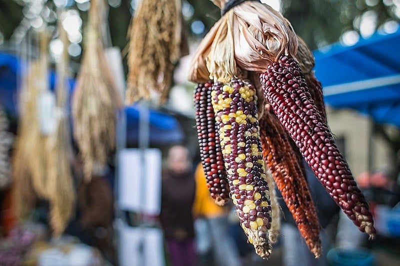 Os  pequenos agricultores que se dedicam a manter saberes tradicionais