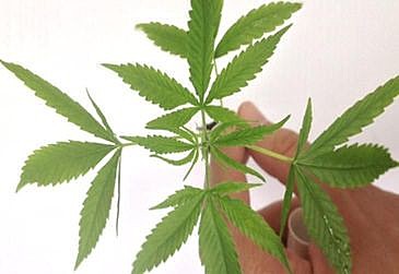 Folha da planta da maconha