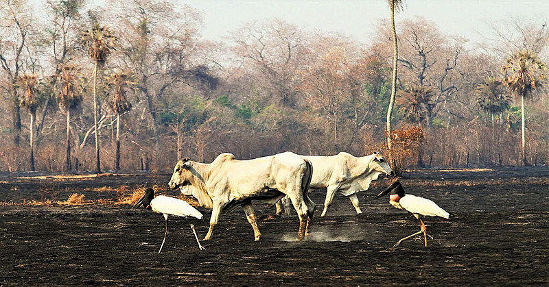 Empresa cedeu à pressão voltou atrás da intenção de cancelar a compra de carne e de cacau oriundos de ações predatórias na Amazônia