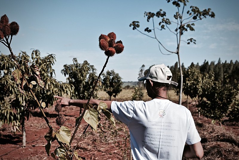 Produto rural Pedro Pinheiro mostra o crescimento do seu Sistema Agroflorestal no Assentamento 17 de abril do MST