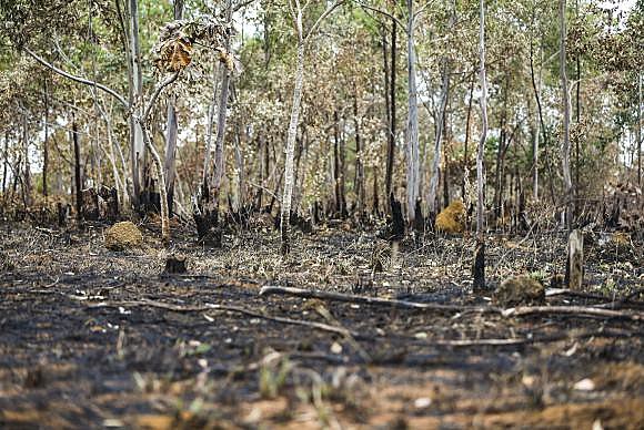 O ritmo de desmatamento do cerrado foi cinco vezes mais rápido que o medido na Amazônia