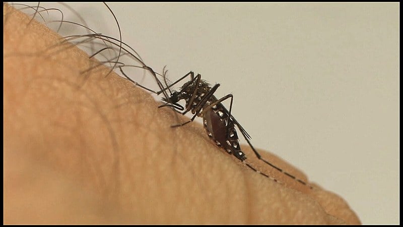 Arboviroses são são as doenças transmitidas pela picada de artrópodes que se alimentam de sangue, como o Aedes aegypti