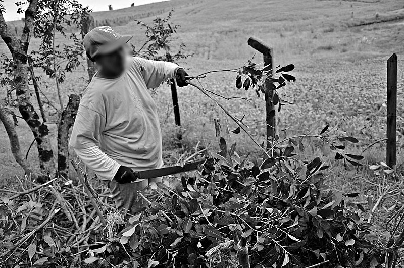 Livro lançado em 2012 expõe a situação de trabalhadores em condições análogas à escravidão no corte da erva-mate
