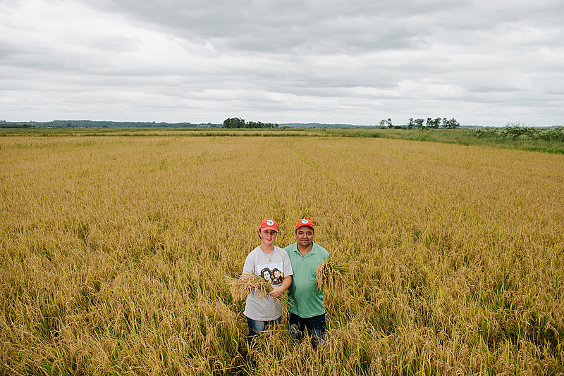 No Rio Grande do Sul, os assentamentos produzem o melhor arroz agroecológico da América latina