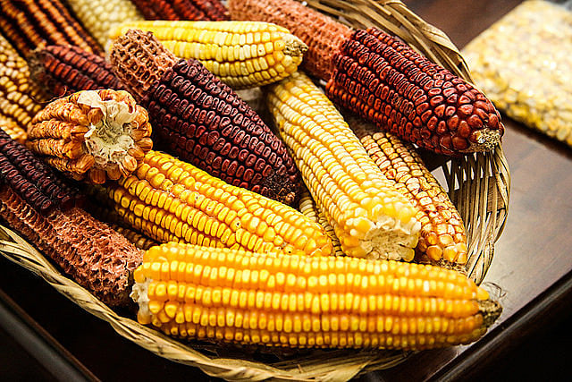 Sementes crioulas são variedades tradicionais de sementes, que guardam a riqueza natural das nossas terras