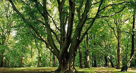 Apesar da magnificência da diversidade florestal do território brasileiro, seu ataque tem sido uma constante