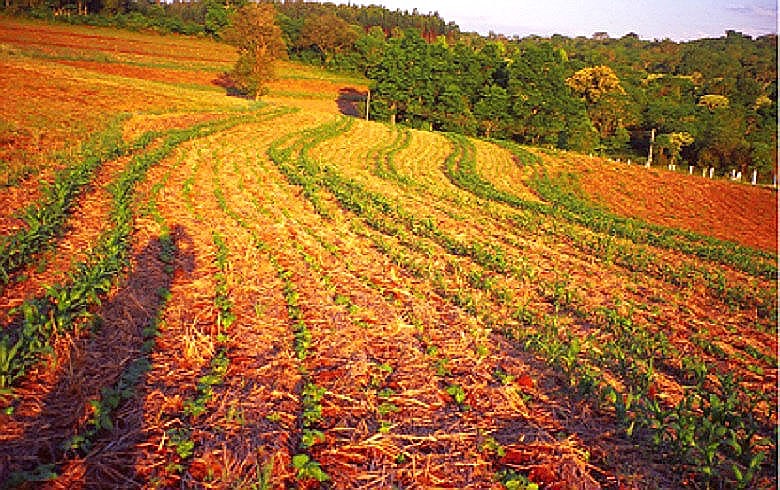 Propriedade familiar em Santa Catarina corrigiu o solo, acabou com a erosão e hoje produz mais e melhor com técnicas agroecológicas