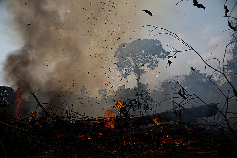 "A infelicitada Amazônia, em vez do preconizado paraíso tropical, tornou-se inferno cujas chamas transformam a floresta em pasto para gado"
