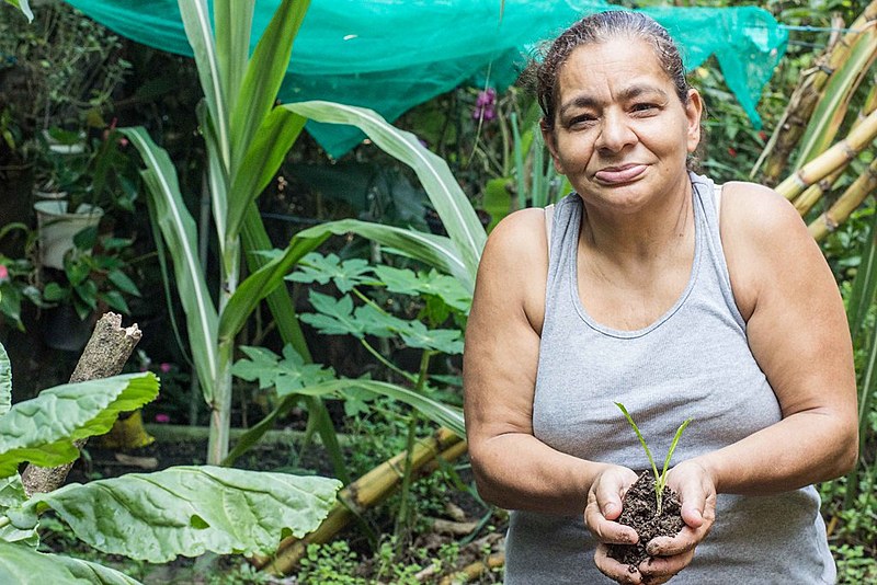 Trabalho comunitário nas favelas do Leme produz orgânicos