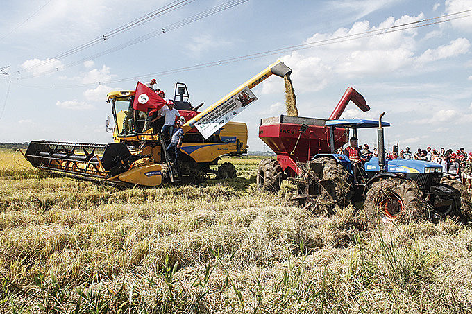 16ª Festa da Colheita do Arroz Agroecológico foi realizada no dia 15 de março