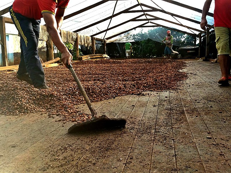 Cacau é uma das commodities agrícolas mais inflacionadas pelo fluxo de capital nas bolsas de valores