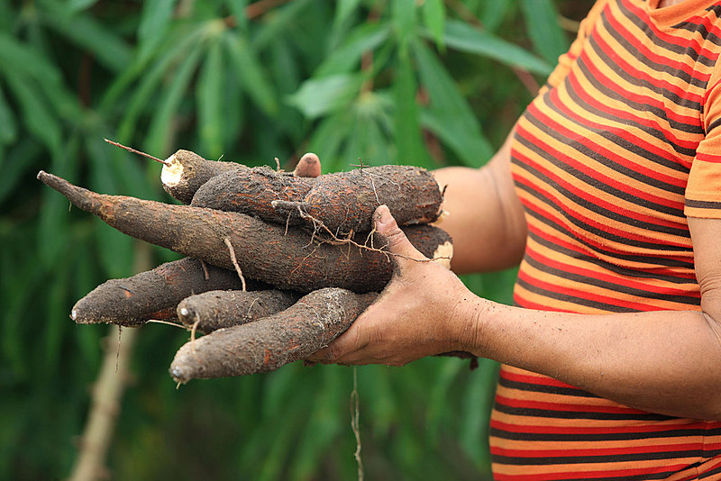 MST dá suporte à recuperação do Haiti com produção de alimentos orgânicos