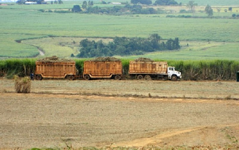 Os canaviais vão empurrar o gado para novas áreas de floresta, estimulando a devastação, o conflito, e ainda trarão as chuvas de agrotóxicos