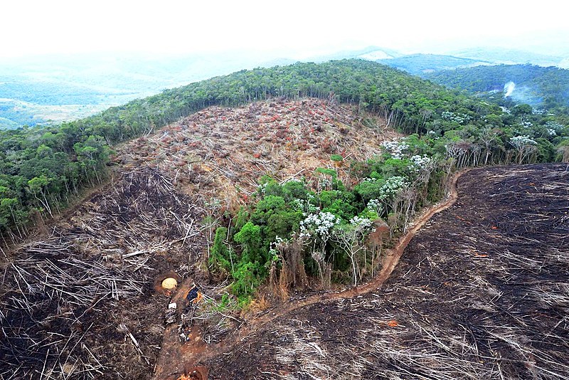 Desmatamento em área da Mata Atlântica, no estado de Minas Gerais