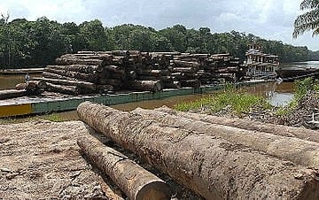 Relatório da WWF revela que, nos últimos 50 anos, desmatamento reduziu em 20% floresta amazônica