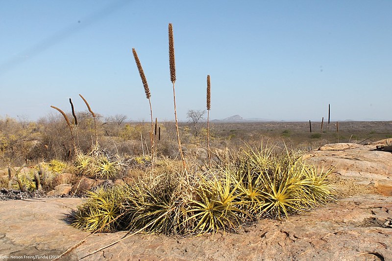 Estação Ecológica do Seridó, uma das unidades criadas para preservar o ecossistema da Caatinga, no Rio Grande do Norte