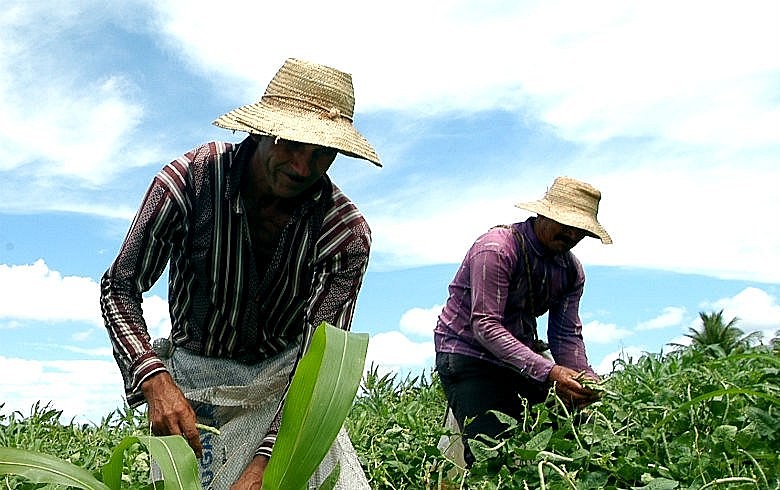Texto permite até remuneração não em forma de salário, mas "de qualquer espécie", como parte da produção ou com cessão de pedaço de terra
