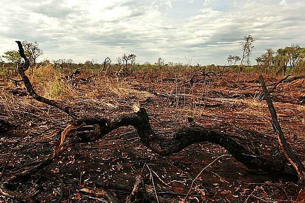 O Cerrado ocupa uma área de dois milhões de km2, esse valor corresponde a 24% do território nacional.