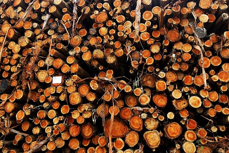 O Porto de Ilhéus exportará 27 mil toneladas de toras de eucalipto, provenientes de monocultivos mineiros, para Portugal