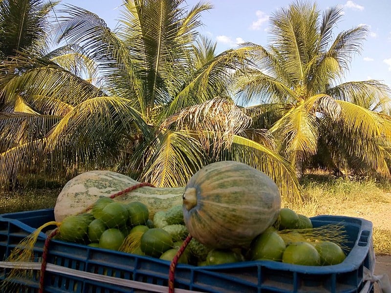 "Esse é um povo que tem muita história pra contar, seja pela luta diária, seja pela cultura alimentar"