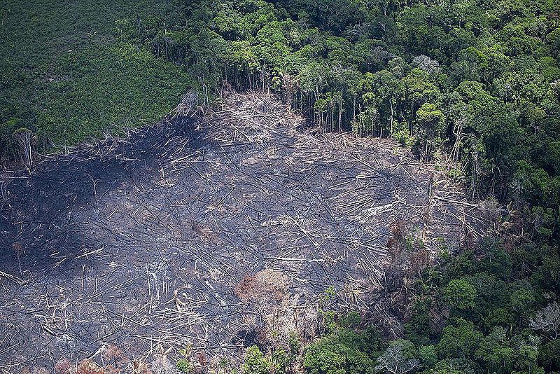 Entre 2017 e 2018, desmatamento da Amazônia Legal cresceu 13,7%