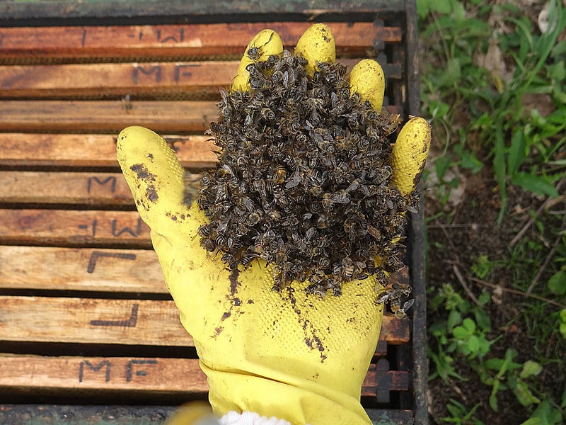 Abelhas mortas por contaminação de agrotóxicos