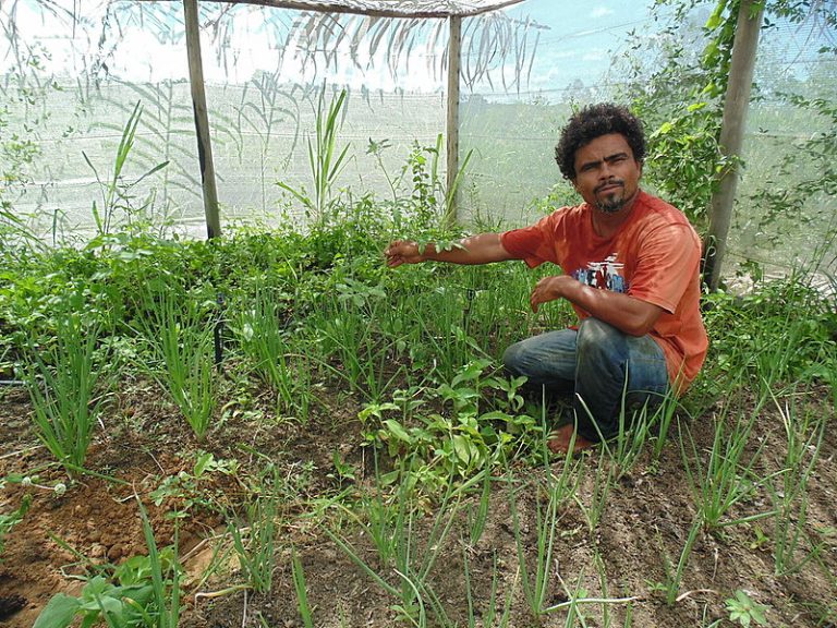 “Retomadas quilombolas” transformam monocultivos em produção agroecológica no ES