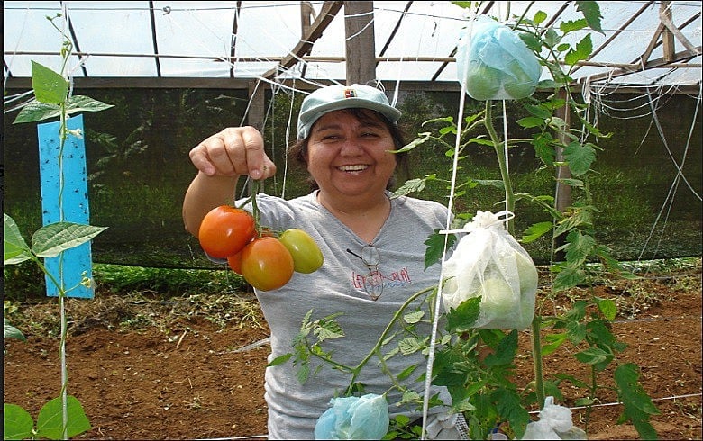 Produtores de Ibiúna e região estão aumentando a produção de tomates livres de venenos