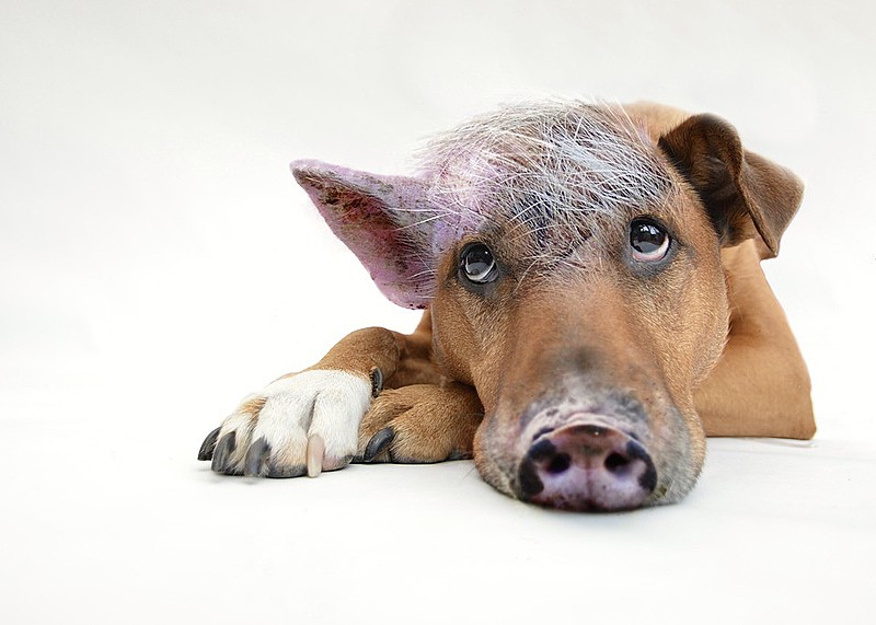 No interior da Bahia, alguns porcos são tratados como animais de estimação e vivem solto, conta Mouzar