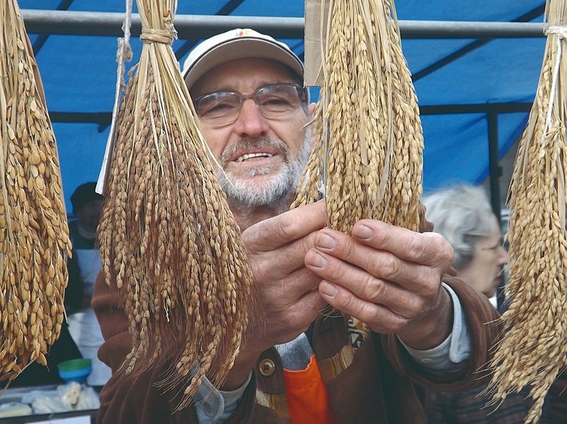 Juarez Antonio Felipe Perreira cultiva sementes de arroz crioulo em Barra do Ribeiro