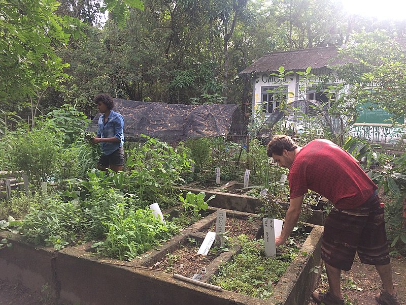 Toda sexta-feira Coletivo Casa Verde realiza um mutirão aberto à toda comunidade para manejo da área.