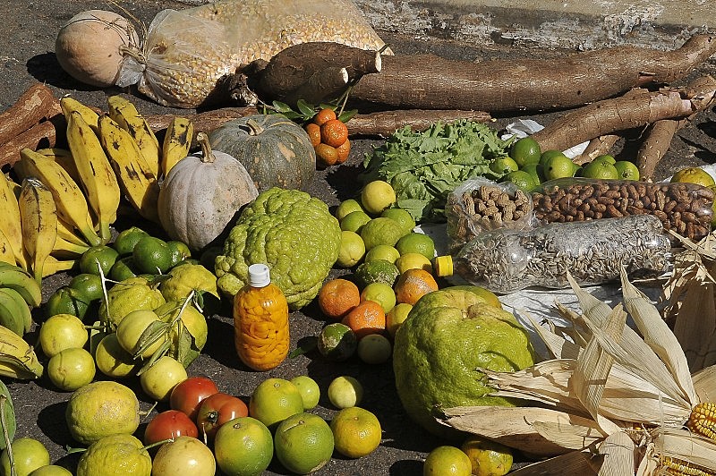 Desmonte da política nacional de segurança alimentar e nutricional  aumenta a fome no país